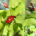 Famille Chrysomelidae; Sous-famille Criocerinae: Criocères du lis, de l'asperge, etc.